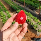 Hand holding a ripe strawberry in front of a strawberry field.