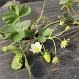 Strawberry stem with a flower