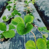 Strawberry stem