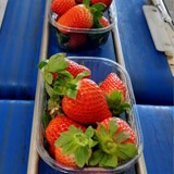 Small plastic containers filled with strawberries