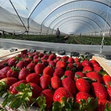 A box of fresh picked ripe strawberries in a greenhouse.