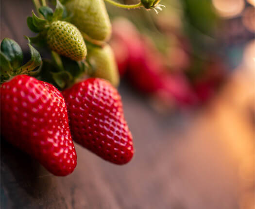 A closeup of two ripe and two green strawberries.