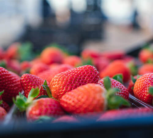 Picked strawberries