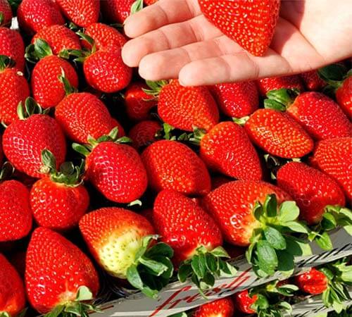 Hand holding a strawberry in front of a pile of strawberries.