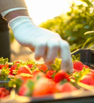 A strawberry picker picks a strawberry from a pile of picked strawberries in a box.