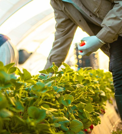 Strawberry pickers pick strawberries in a greenhouse.